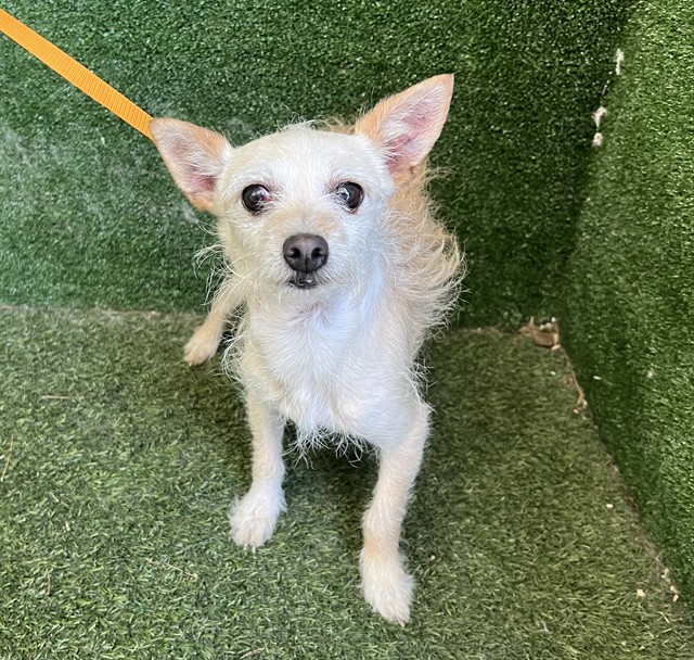 Shelter Stray Male Dog last seen , 5210 W Ave I, Lancaster, CA 93536, USA