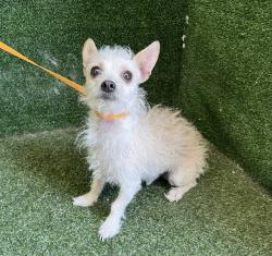Shelter Stray Male Dog last seen , 5210 W Ave I, Lancaster, CA 93536, USA