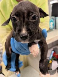 Shelter Stray Unknown Dog last seen FOUND AT A JOB SITE AT SE 25TH AND HIGH, 2811 SE 29th St, Oklahoma City, OK 73129, USA