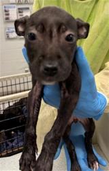 Shelter Stray Unknown Dog last seen FOUND AT A JOB SITE AT SE 25TH AND HIGH, 2811 SE 29th St, Oklahoma City, OK 73129, USA