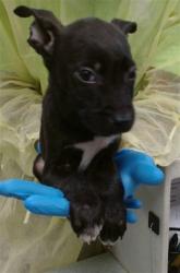 Shelter Stray Unknown Dog last seen FOUND AT A JOB SITE AT SE 25TH AND HIGH, 2811 SE 29th St, Oklahoma City, OK 73129, USA