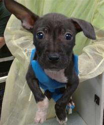 Shelter Stray Unknown Dog last seen FOUND AT A JOB SITE AT SE 25TH AND HIGH, 2811 SE 29th St, Oklahoma City, OK 73129, USA