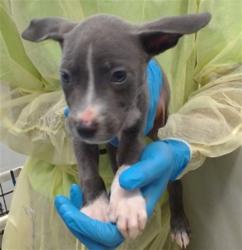 Shelter Stray Unknown Dog last seen FOUND AT A JOB SITE AT SE 25TH AND HIGH, 2811 SE 29th St, Oklahoma City, OK 73129, USA