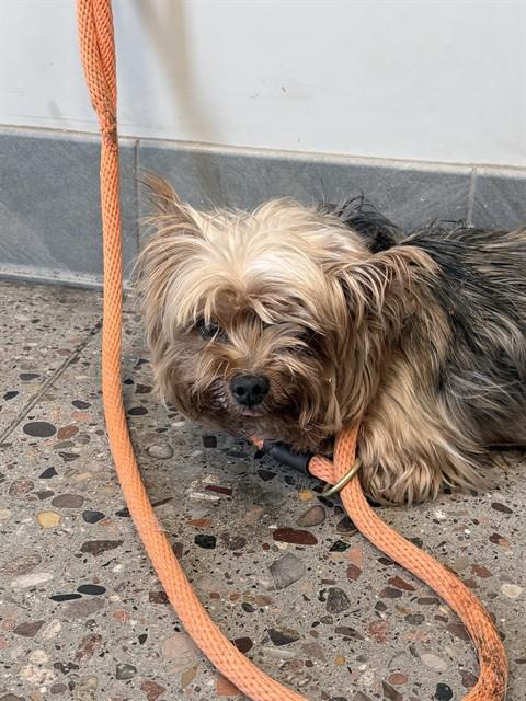 Shelter Stray Male Dog last seen S 19TH AVE AND W BASELINE RD, 5501 E Van Buren St, Phoenix, AZ 85008, USA