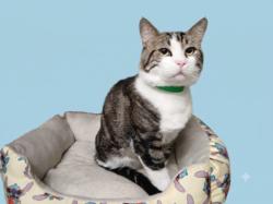 Shelter Stray Male Cat last seen , 1850 W 60th St, Los Angeles, CA 90047, USA