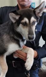 Shelter Stray Male Dog last seen , 1850 W 60th St, Los Angeles, CA 90047, USA