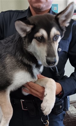 Shelter Stray Male Dog last seen , 1850 W 60th St, Los Angeles, CA 90047, USA