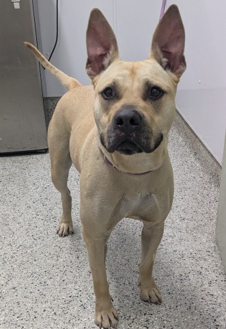Shelter Stray Male Dog last seen Near BLOCK N SOLVAY ST, DETROIT MI 48209, 7401 Chrysler Dr, Detroit, MI 48211, USA