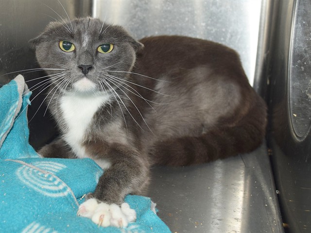 Shelter Stray Female Cat last seen MELVIN DR/MARIE WAY. 95603, 3839 Bradshaw Rd, Sacramento, CA 95827, USA