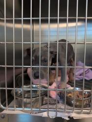 Shelter Stray Female Dog last seen HOWE AVE/COTTAGE WAY, 95825, 3839 Bradshaw Rd, Sacramento, CA 95827, USA