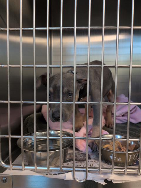 Shelter Stray Female Dog last seen HOWE AVE/COTTAGE WAY, 95825, 3839 Bradshaw Rd, Sacramento, CA 95827, USA