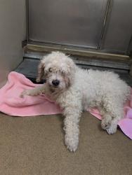 Shelter Stray Male Dog last seen BRADSHAW RD/ FLORINN RD, 95829, 3839 Bradshaw Rd, Sacramento, CA 95827, USA