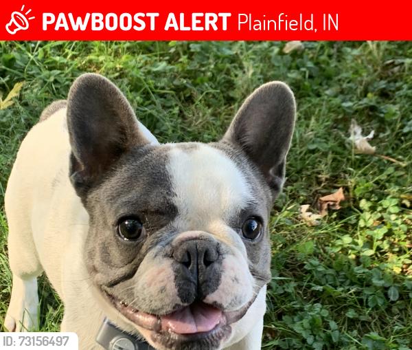 Lost Male Dog last seen State Rd 267 and Camby Rd, Plainfield, IN 46168