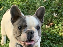 Lost Male Dog last seen State Rd 267 and Camby Rd, Plainfield, IN 46168