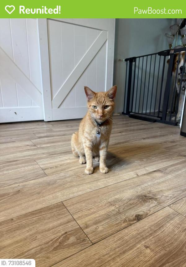 Reunited Male Cat last seen n meridian st and park dr, Greenwood, IN 46237
