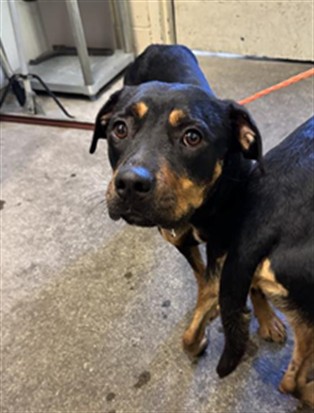 Shelter Stray Female Dog last seen 32ND AVE & 28TH ST, 2127 Front St, Sacramento, CA 95818, USA