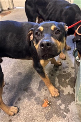 Shelter Stray Male Dog last seen 32ND AVE & 28TH ST, 2127 Front St, Sacramento, CA 95818, USA