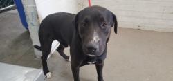 Shelter Stray Male Dog last seen BASELINE, 333 Chandler Pl, San Bernardino, CA 92408, USA