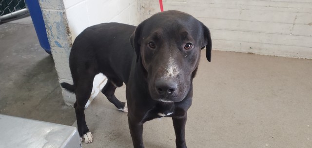Shelter Stray Male Dog last seen BASELINE, 333 Chandler Pl, San Bernardino, CA 92408, USA