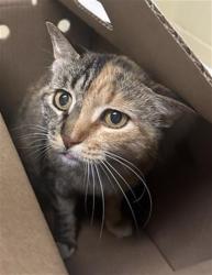 Shelter Stray Female Cat last seen CLEVELAND AVE & AMERICAN AVE, 2127 Front St, Sacramento, CA 95818, USA