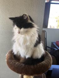 Reunited Male Cat last seen Colorado Ave, Pasadena, CA 91107
