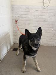 Shelter Stray Male Dog last seen Near BLOCK KENWOOD, 333 Chandler Pl, San Bernardino, CA 92408, USA