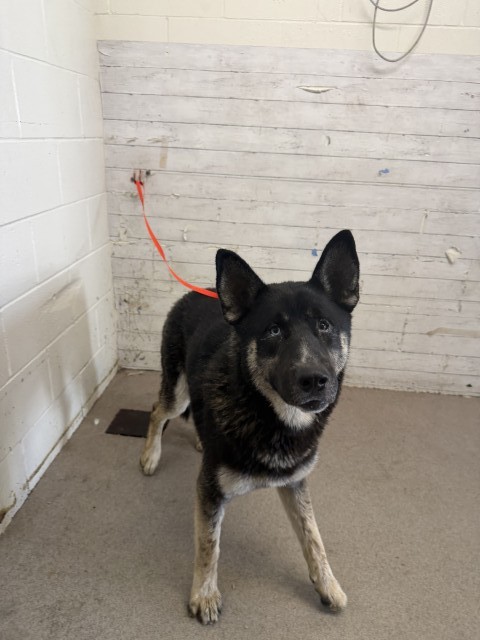 Shelter Stray Male Dog last seen Near BLOCK KENWOOD, 333 Chandler Pl, San Bernardino, CA 92408, USA