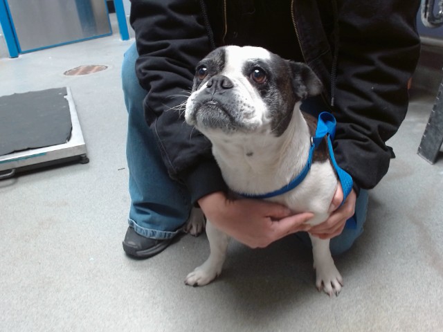 Shelter Stray Female Dog last seen Near BLOCK SACATE BLANCO SW, 11800 Sunset Gardens Rd SW, Albuquerque, NM 87121, USA