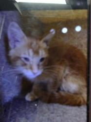 Shelter Stray Male Cat last seen Near BLOCK ATRISCO VISTA SW, 11800 Sunset Gardens Rd SW, Albuquerque, NM 87121, USA