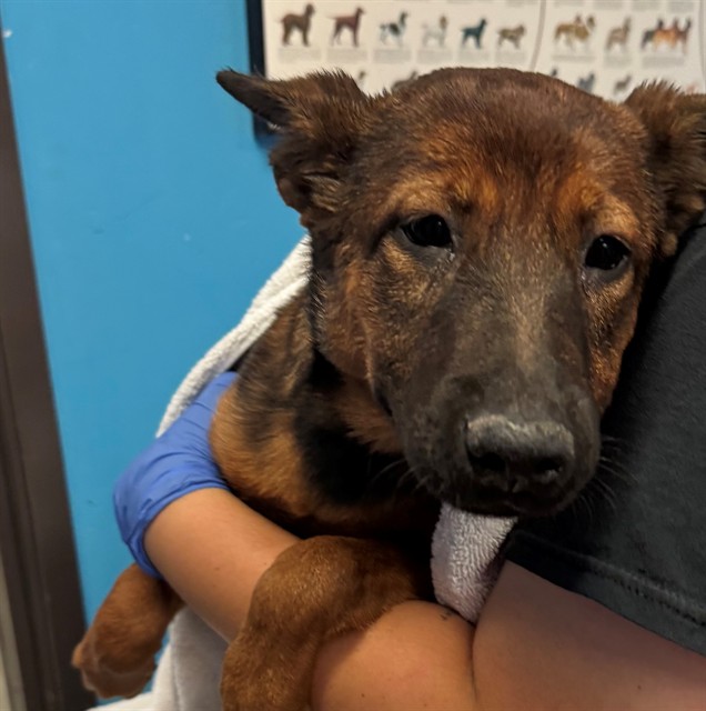 Shelter Stray Female Dog last seen MORRISON ST, BAKERSFIELD, CA, 201 S Mt Vernon Ave, Bakersfield, CA 93307, USA