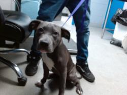 Shelter Stray Female Dog last seen Near BLOCK CORDELIA, 11800 Sunset Gardens Rd SW, Albuquerque, NM 87121, USA