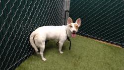 Shelter Stray Female Dog last seen , 11258 Garfield Ave, Downey, CA 90242, USA