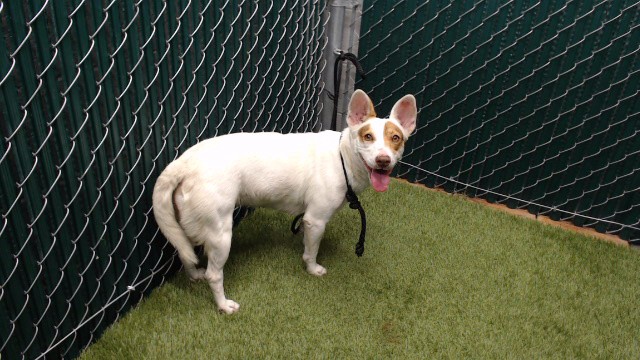 Shelter Stray Female Dog last seen , 11258 Garfield Ave, Downey, CA 90242, USA