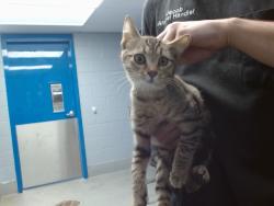 Shelter Stray Female Cat last seen Near BLOCK GERALD, 11800 Sunset Gardens Rd SW, Albuquerque, NM 87121, USA