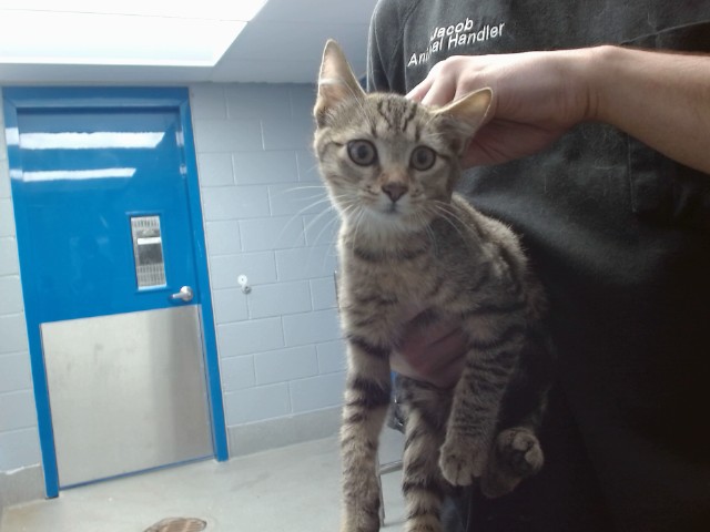 Shelter Stray Female Cat last seen Near BLOCK GERALD, 11800 Sunset Gardens Rd SW, Albuquerque, NM 87121, USA