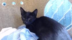 Shelter Stray Female Cat last seen , 11258 Garfield Ave, Downey, CA 90242, USA