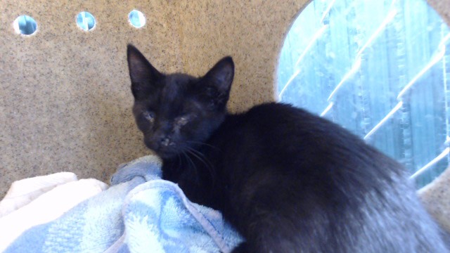 Shelter Stray Female Cat last seen , 11258 Garfield Ave, Downey, CA 90242, USA