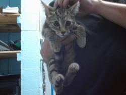 Shelter Stray Female Cat last seen Near BLOCK GERALD, 11800 Sunset Gardens Rd SW, Albuquerque, NM 87121, USA