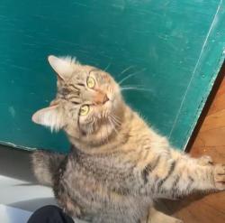 Reunited Female Cat last seen Near Grosvenor Rd, Surrey, BC V3R 5G2
