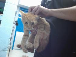 Shelter Stray Male Cat last seen Near BLOCK GERALD, 11800 Sunset Gardens Rd SW, Albuquerque, NM 87121, USA