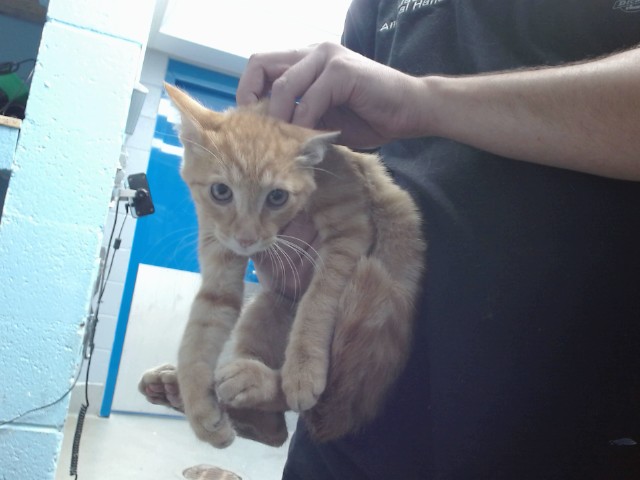 Shelter Stray Male Cat last seen Near BLOCK GERALD, 11800 Sunset Gardens Rd SW, Albuquerque, NM 87121, USA