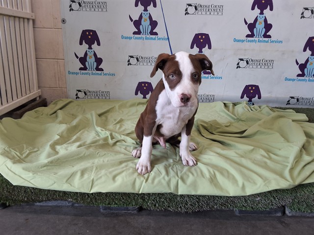 Shelter Stray Male Dog last seen , 2769 Conroy Rd, Orlando, FL 32839, USA