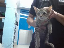 Shelter Stray Female Cat last seen Near BLOCK GERALD, 11800 Sunset Gardens Rd SW, Albuquerque, NM 87121, USA