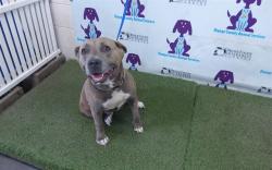 Shelter Stray Female Dog last seen , 2769 Conroy Rd, Orlando, FL 32839, USA