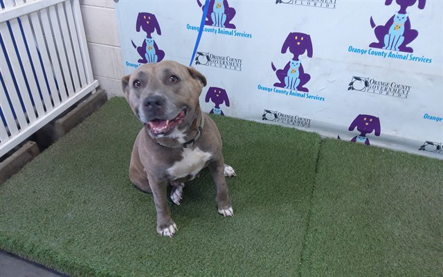 Shelter Stray Female Dog last seen , 2769 Conroy Rd, Orlando, FL 32839, USA