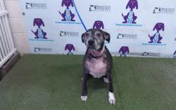 Shelter Stray Female Dog last seen , 2769 Conroy Rd, Orlando, FL 32839, USA