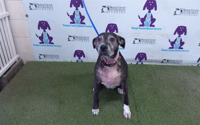 Shelter Stray Female Dog last seen , 2769 Conroy Rd, Orlando, FL 32839, USA