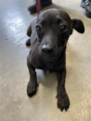 Shelter Stray Male Dog last seen Near BLOCK E WELDON AVE, FRESNO CA 93703, 5277 E Airways Blvd, Fresno, CA 93727, USA