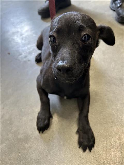 Shelter Stray Male Dog last seen Near BLOCK E WELDON AVE, FRESNO CA 93703, 5277 E Airways Blvd, Fresno, CA 93727, USA