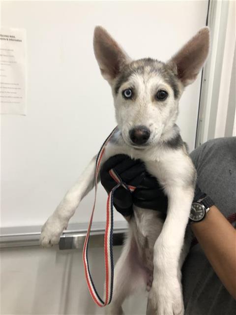 Shelter Stray Female Dog last seen Near BLOCK W SPRUCE AVE, FRESNO CA 93722 2344, 5277 E Airways Blvd, Fresno, CA 93727, USA